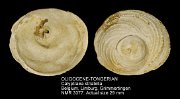 OLIGOCENE-TONGERIAN Calyptraea striatella
